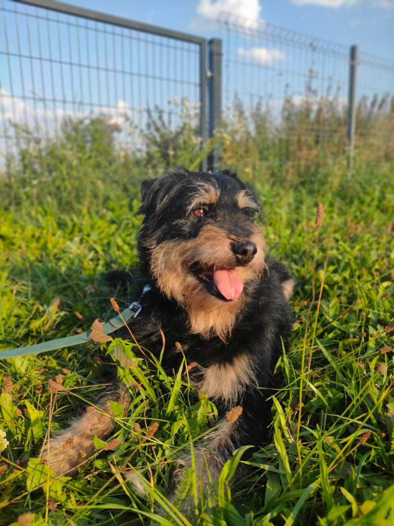 Piesek w średnim wieku do adopcji, spokojny, zrównoważony