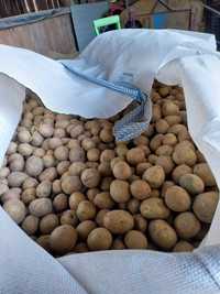 Ziemniaki wielkość sadzeniaka
