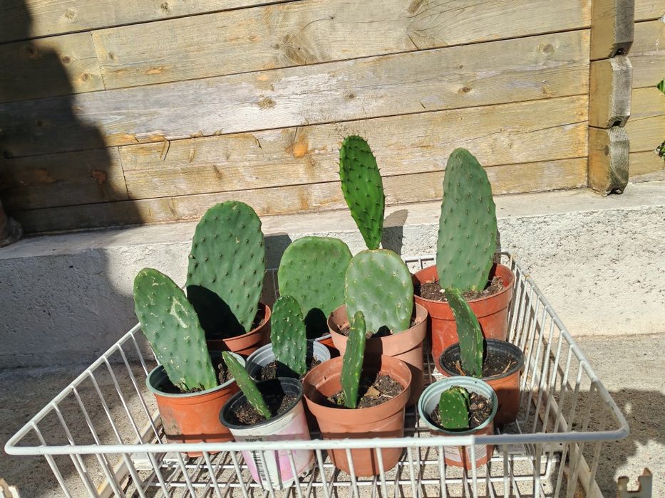 Cactus - Figueira da Índia