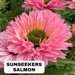 Jeżówka sunseekers salmon piękna różowa
