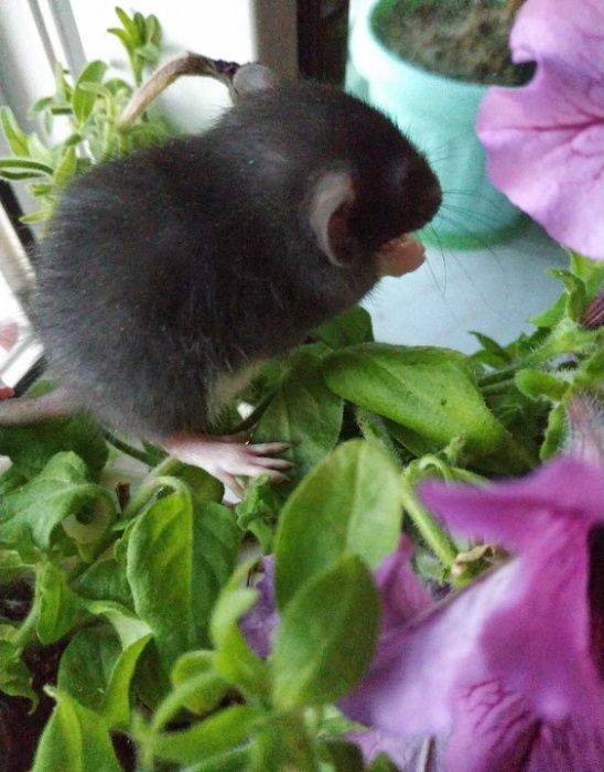 крыса дамбо