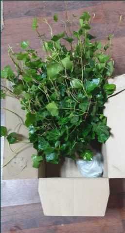 Bluszcz zimozielony -17 szt sadzonki -wysył