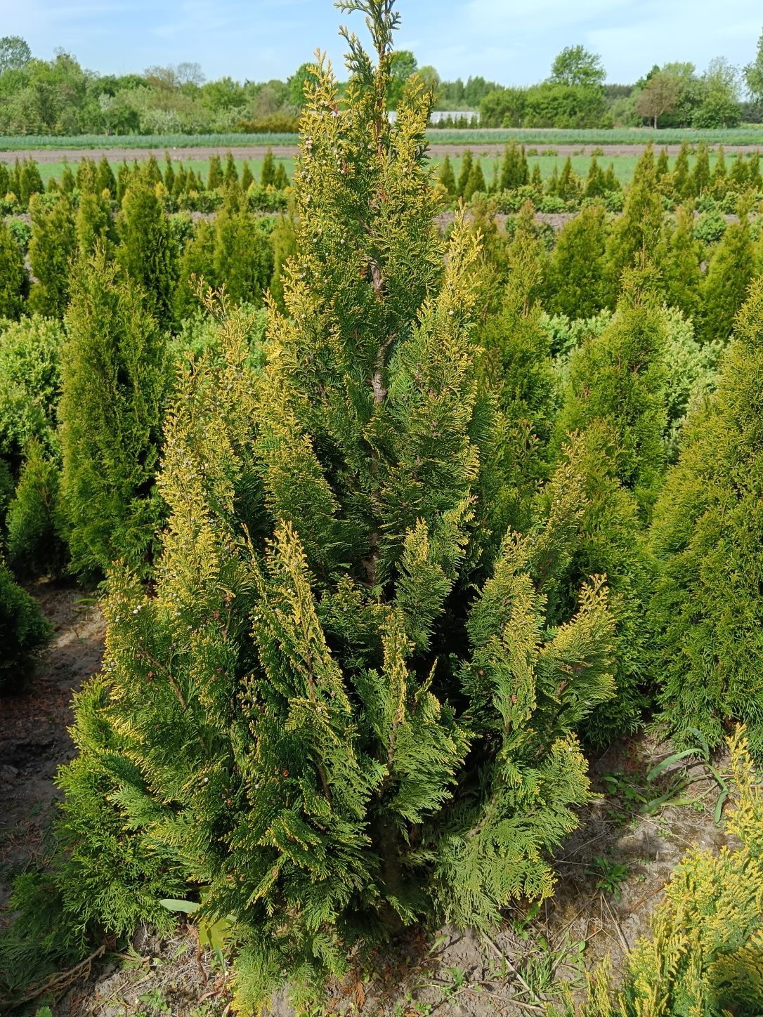 Cyprys verigatum