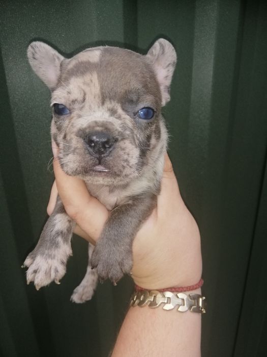 Французики Чистокровні хлопчики та дівчатка є доставка з рук в руки