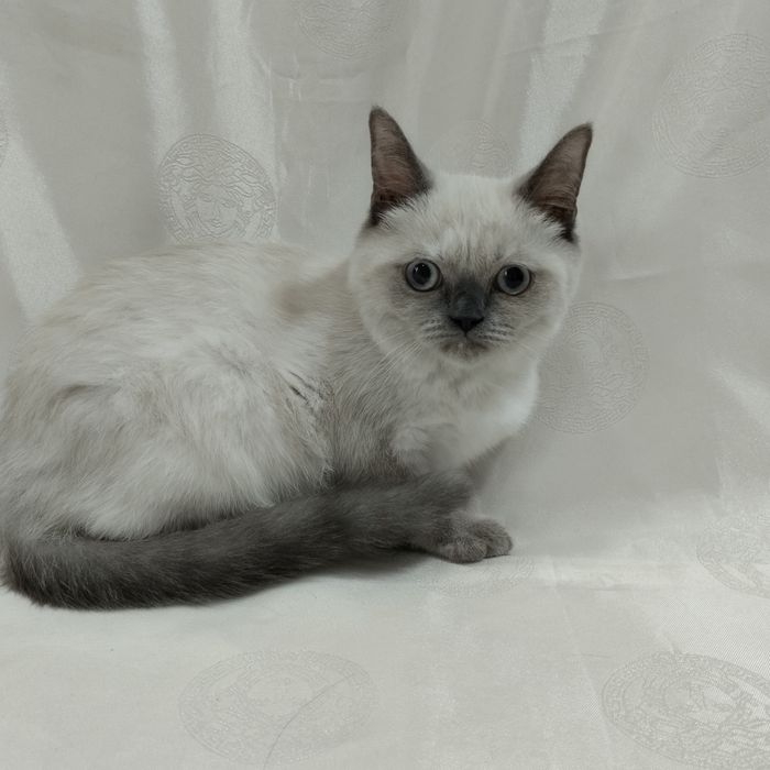 Прямовуха киця з блакитним очима