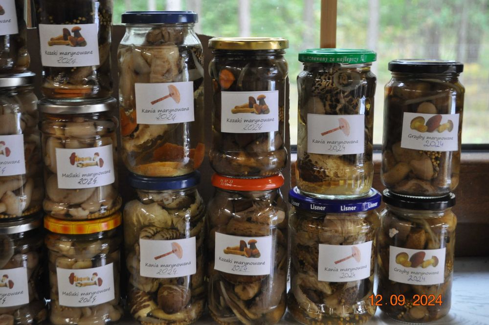 Grzyby marynowane maślaki kozaki podgrzybki rydze kanie ZBIÓR 2025