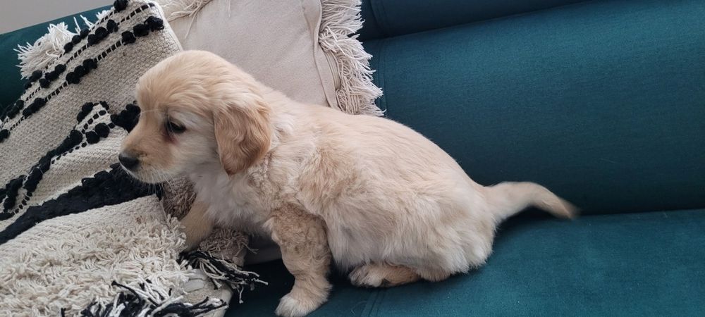 Szczeniak cocker spaniel z mieszańcem