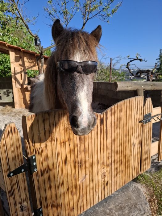 Vendo poney shetland