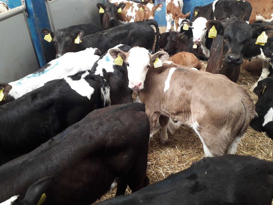 Cielęta, cielaki, byczki oraz jałówki mięsne, MM,MS,HF transport