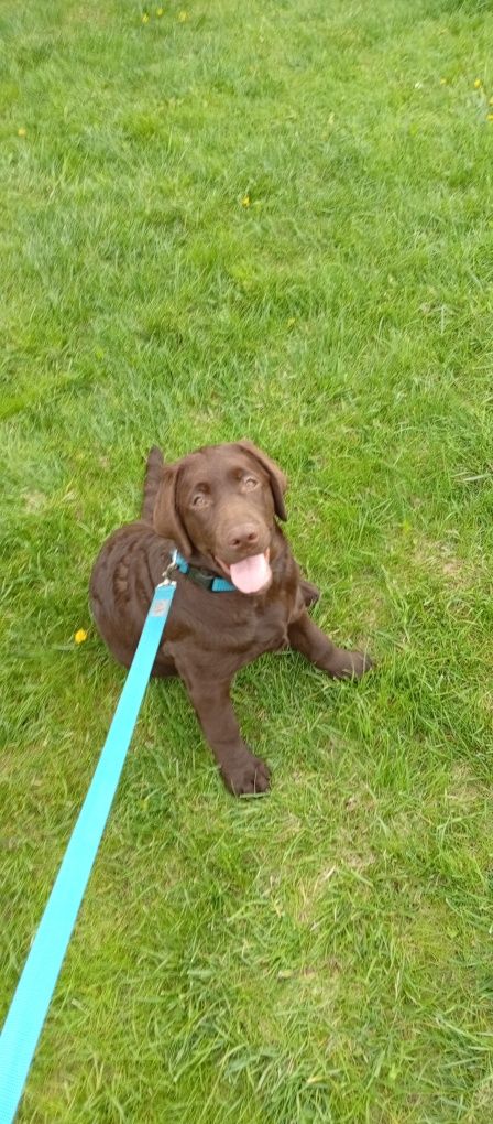 Lablador Retriever ZKwP/FCI Piękna czekoladowa suczka
