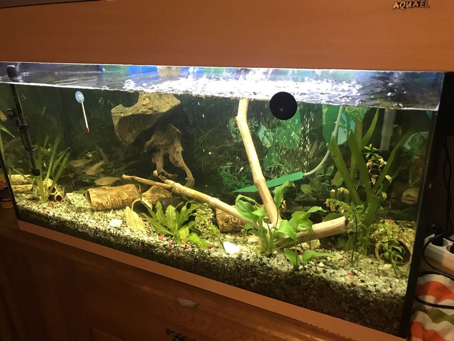 Sprzedam korzeń z drzewa gruszy do akwarium