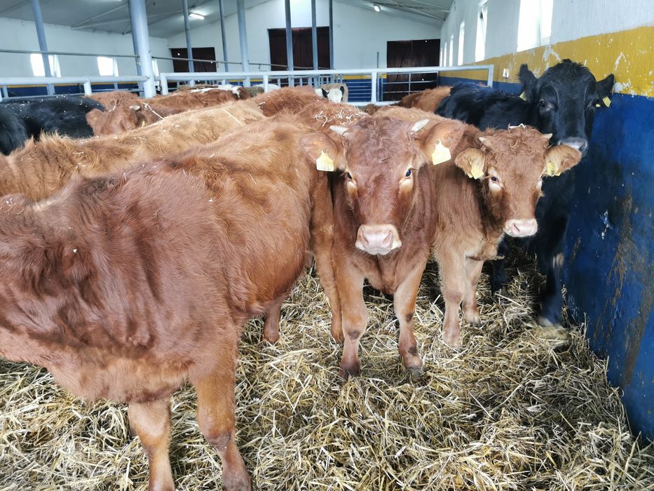 Odsadki mięsne limuse