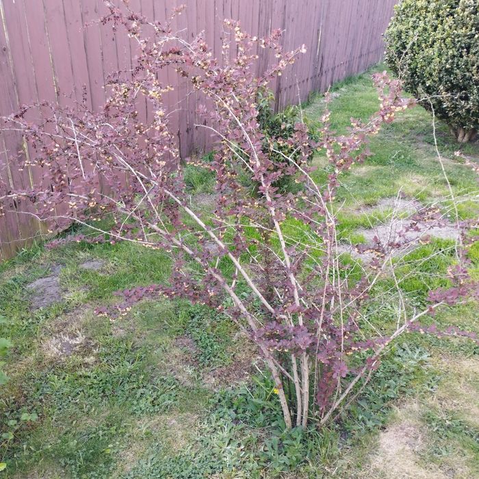 Berberys  kwitnący 160 cm