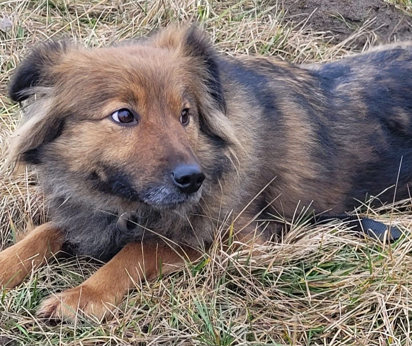 Zaginęła Inka miała zieloną obrożę