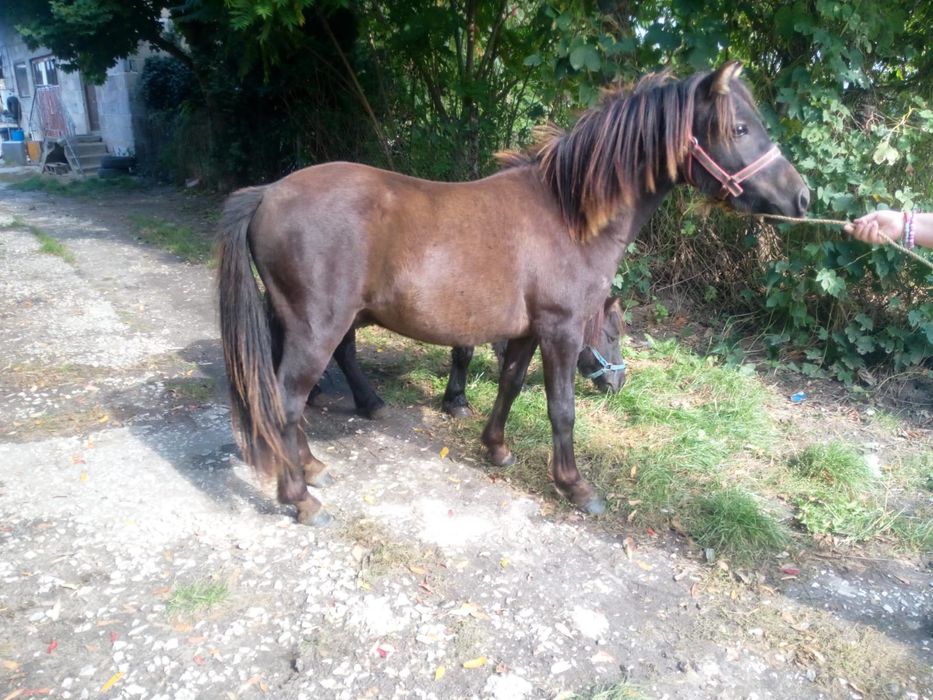 Ogierek po kucu walijskim