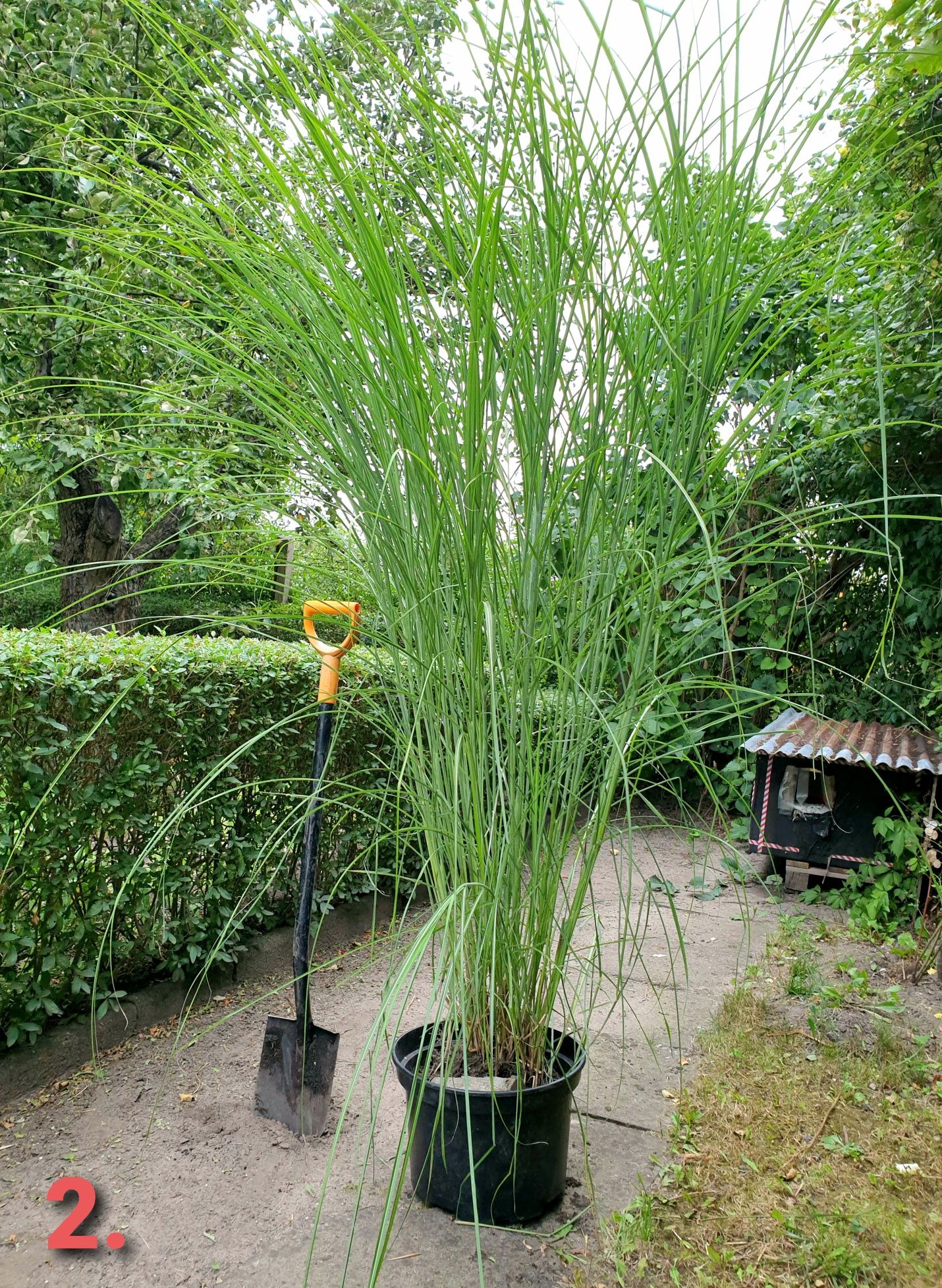 Miscant Gracillimus, duża roślina