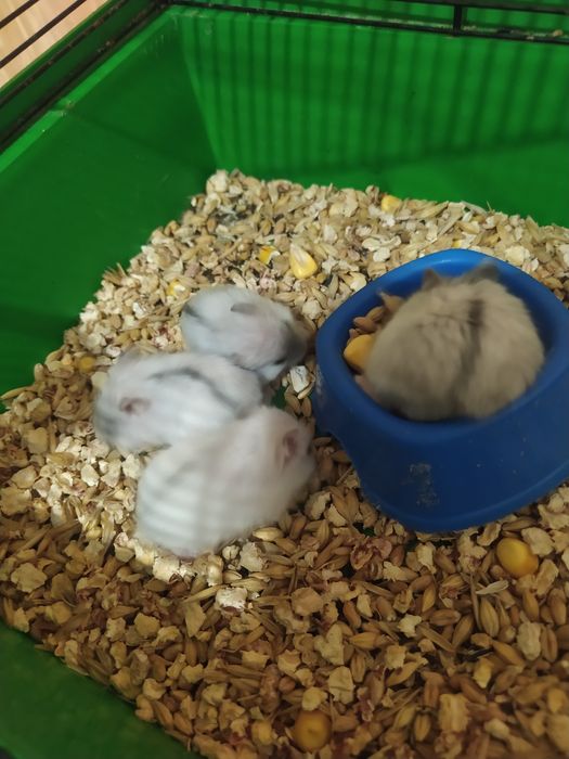 Джунгарики Кременчуг