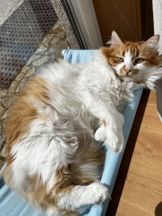 Adoção Responsável de Gato – Pick