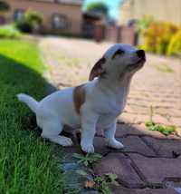 Jack Russell Terrier Piękny Piesek Polecam