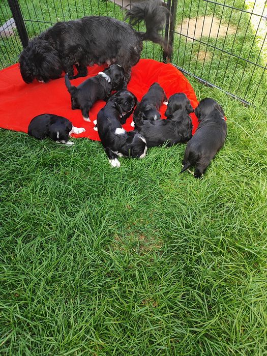 Shih tzu dziewczynka