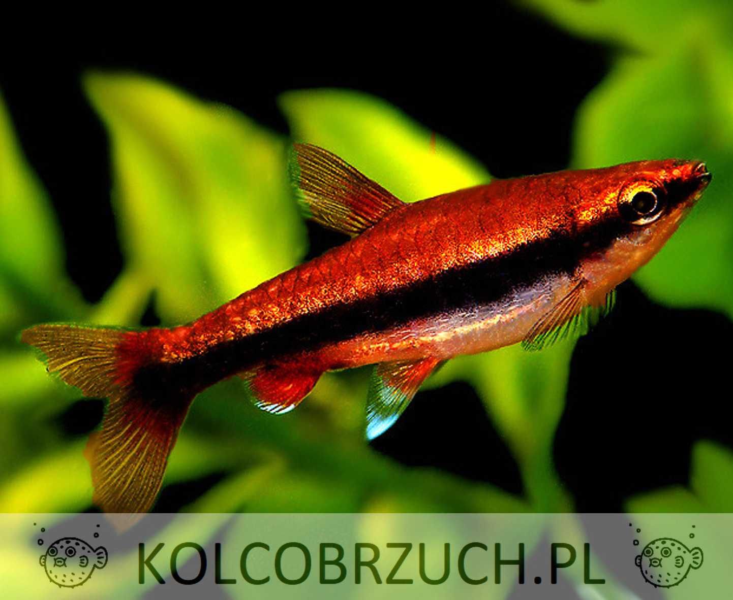 Drobnoustek Beckforda - Nannostomus beckfordi - dowóz, wysyłka