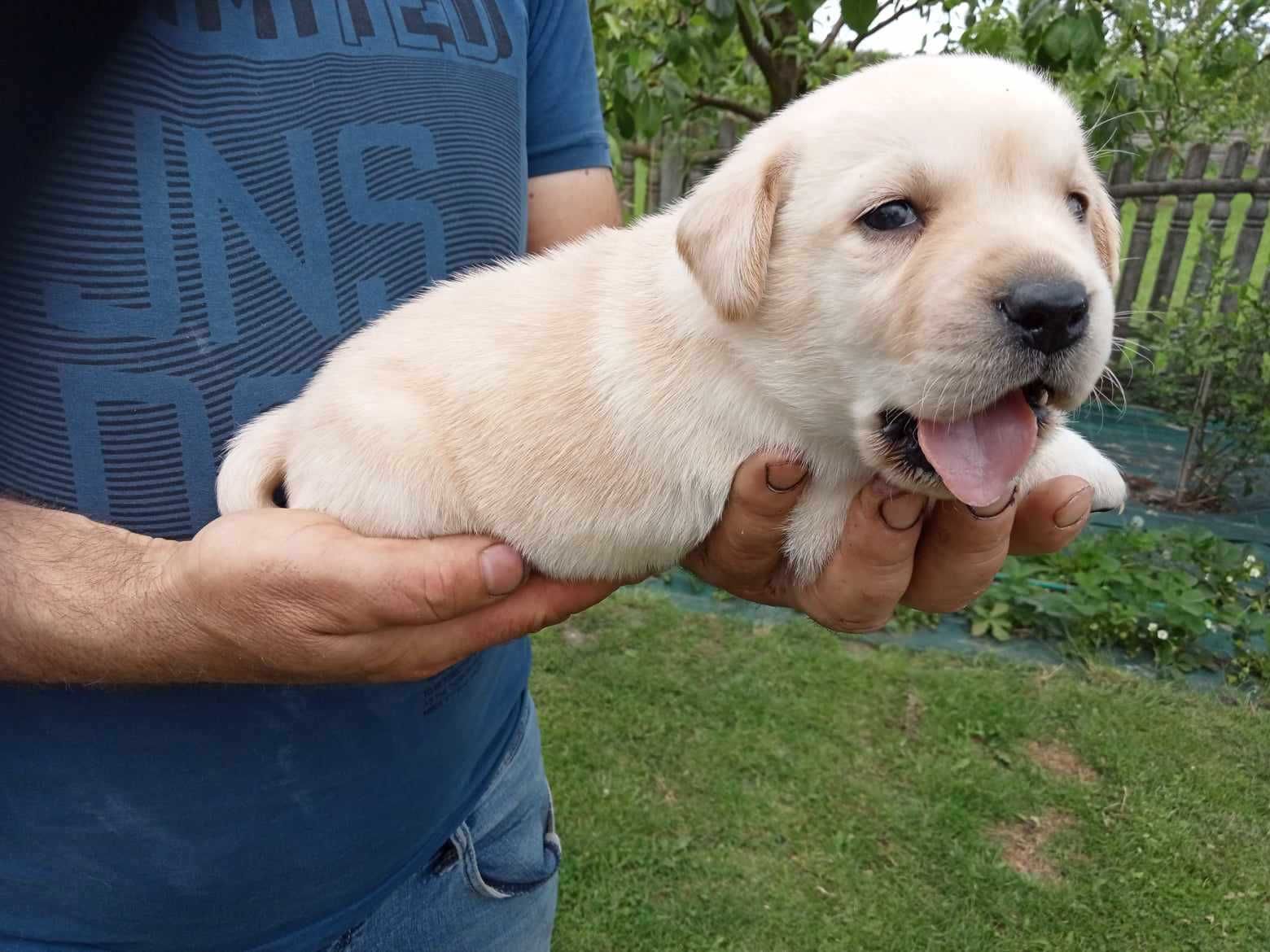 Labrador retriever