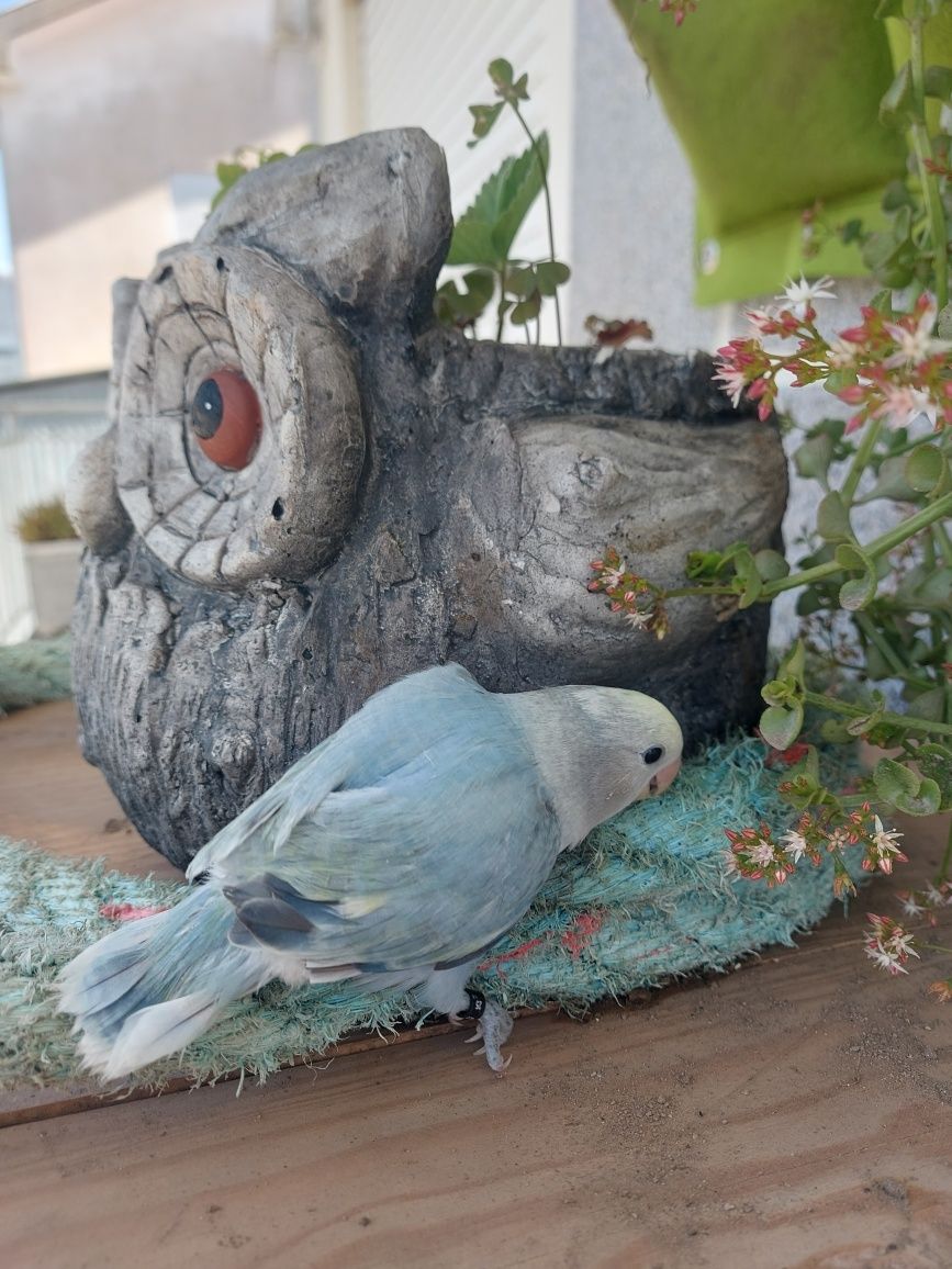 Agapornis domesticado