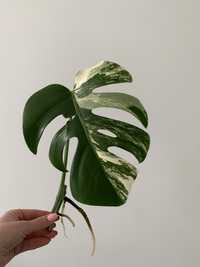 Monstera Variegata pędówka