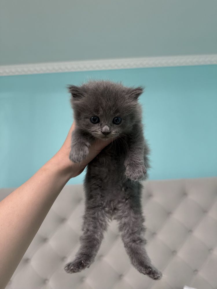 котики шукають люблячі родини