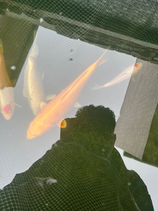 Carpas koi com grande quantidade