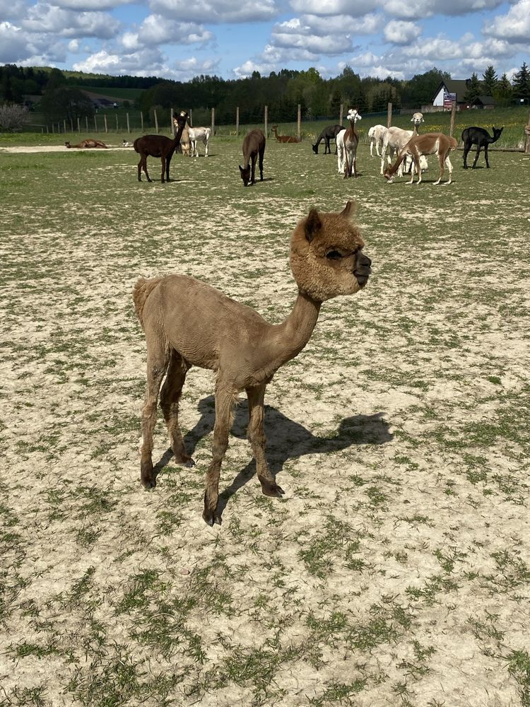 Młode samice alpaki huacaya