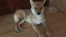 Shiba Inu ZKwP FCI