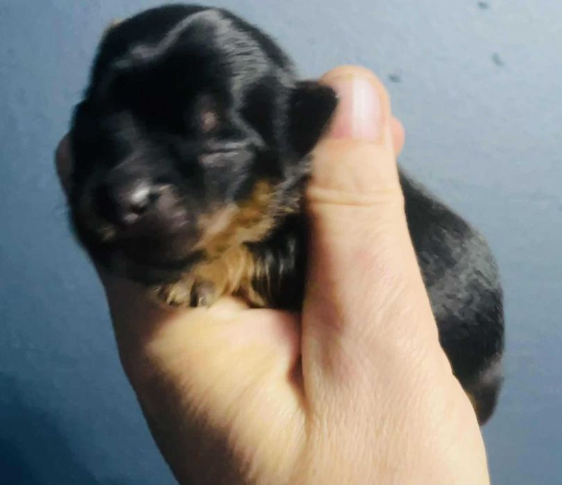 York wybitnie śliczny. Rodzice i dziadkowie przepiękni.