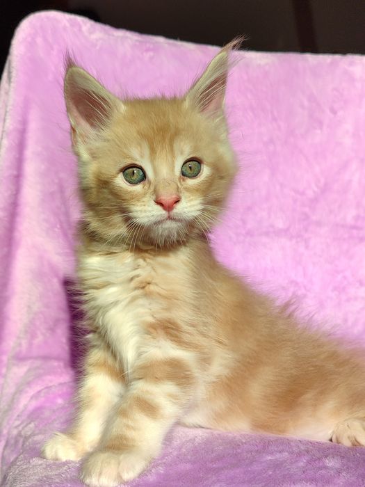 Кошенята породи Мейн-кун