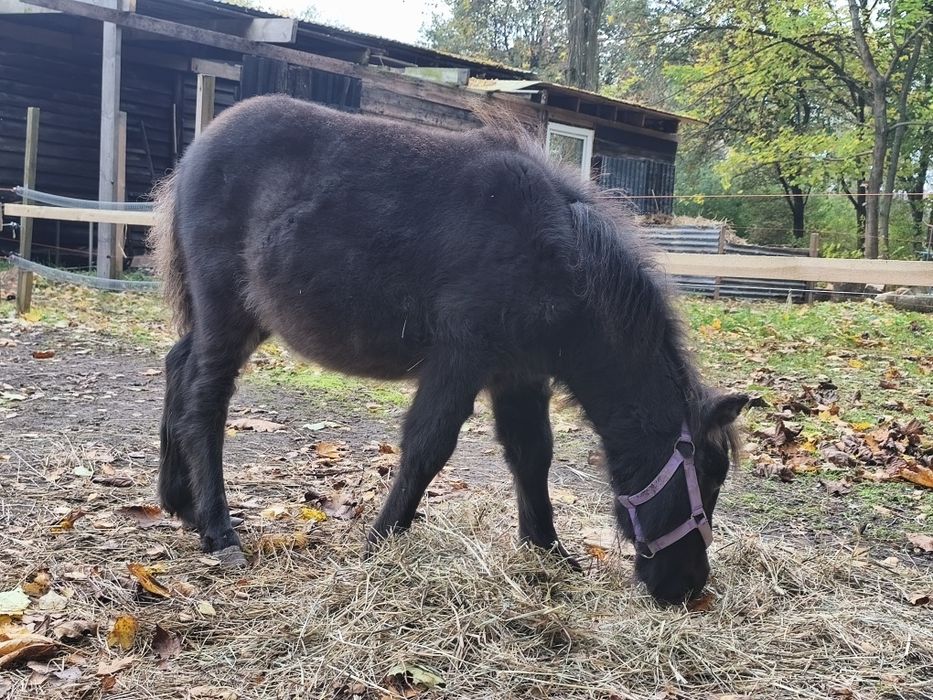Zamienię źrebaka ogierka