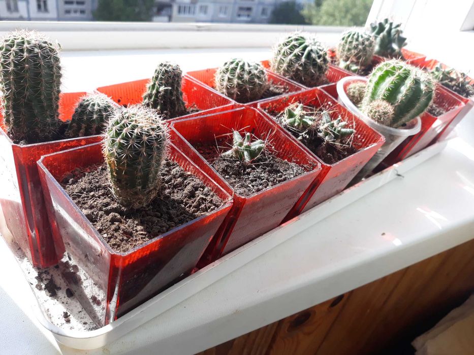 Кактусы малыши, ЮККА гигантская до 2-х метров высотой