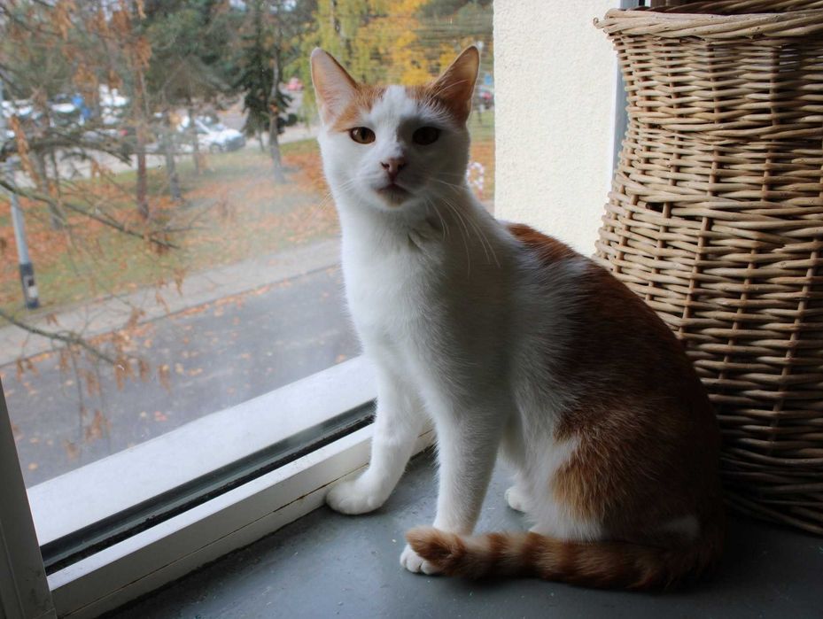 Maki - bursztynowy spokojny kocurek