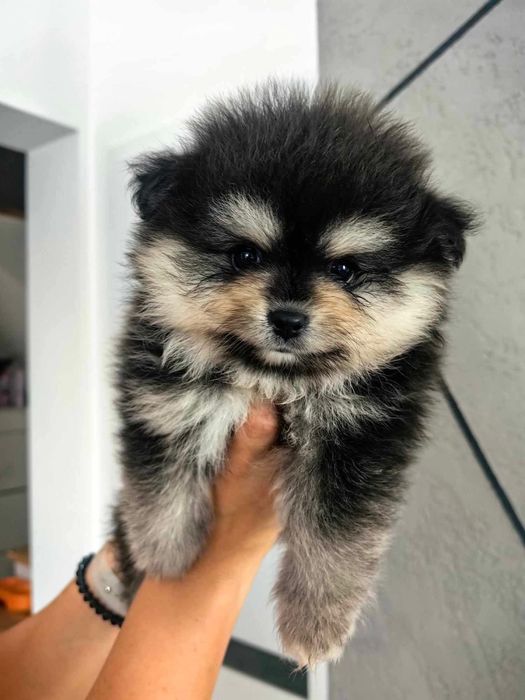 Szpic miniaturowy- pomeranian