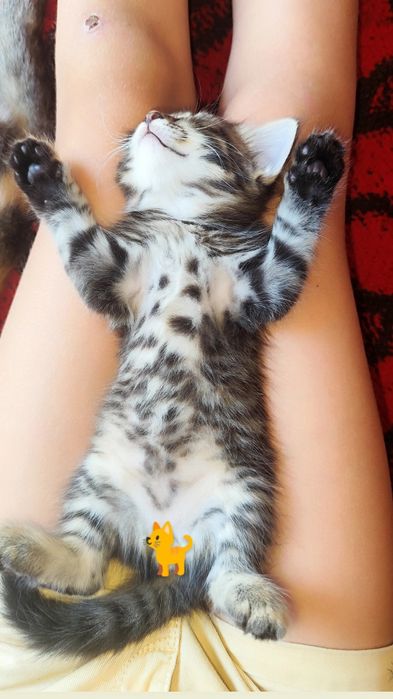 Котята отдаю в хорошие руки