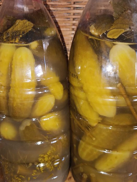 Ogórki kiszone z własnego ogrodu