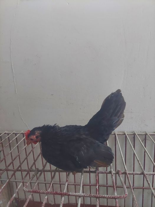 Seramy pary najmniejsze kury