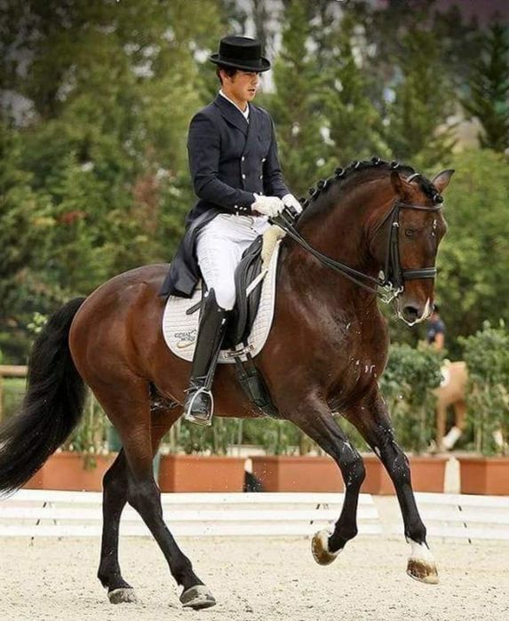 Garanhão lusitano pontuado