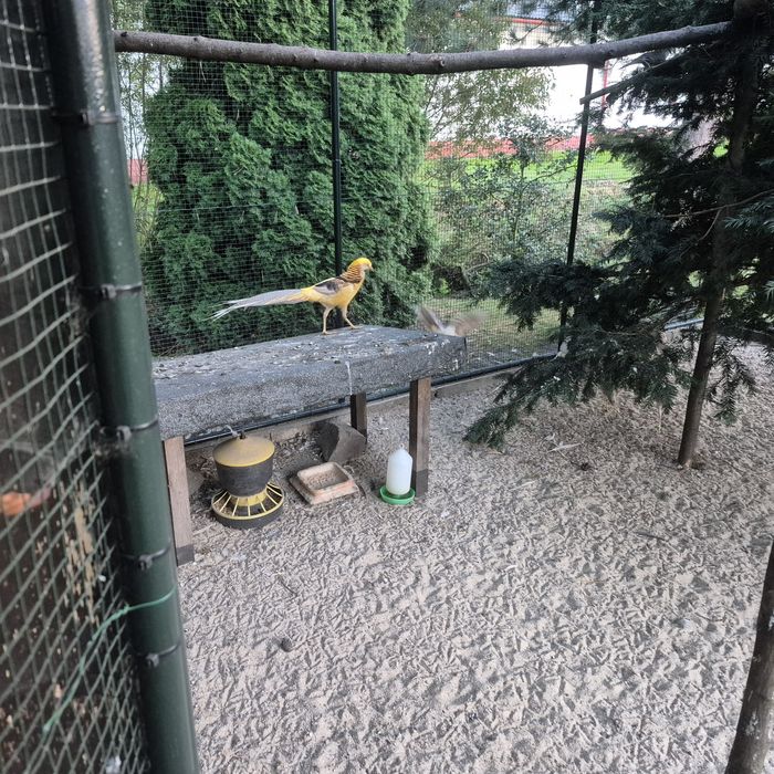 Bażant bananowy 2025r