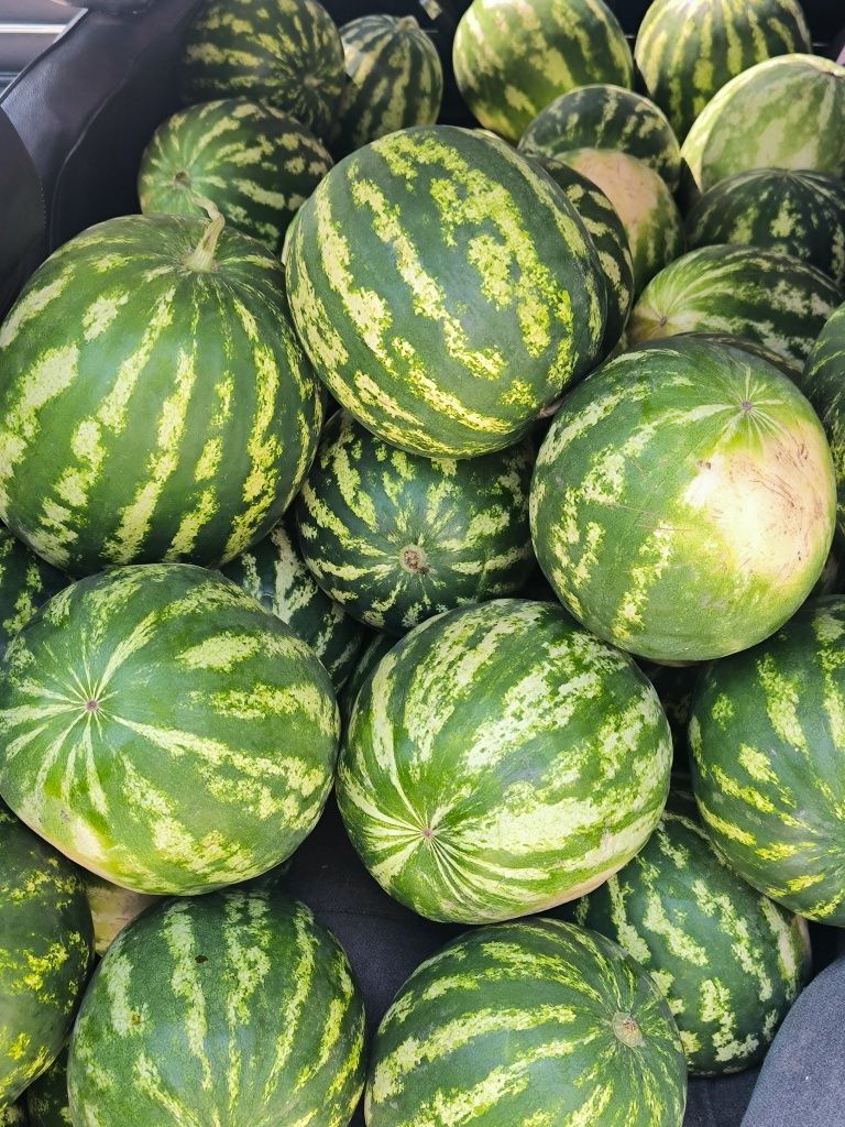 Продам помідори, баклажан, Перець