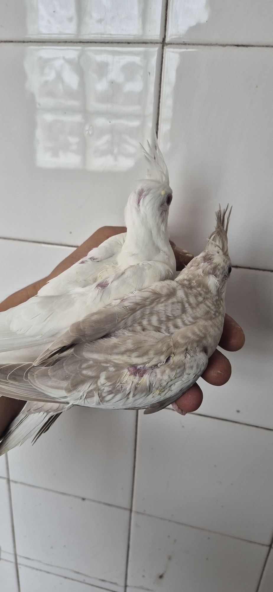 Caturras domesticadas