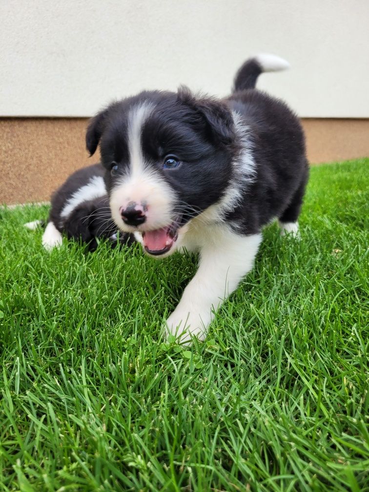 Border Collie Śliczny Piesek Zapraszam