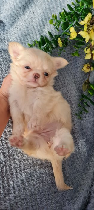 Excelente mini menina pelo longo Chihuahua/Chiuaua de Qualidade