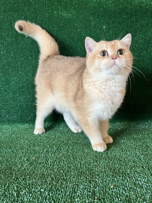 Британська золота шиншила хлопчик 6 міс‼️