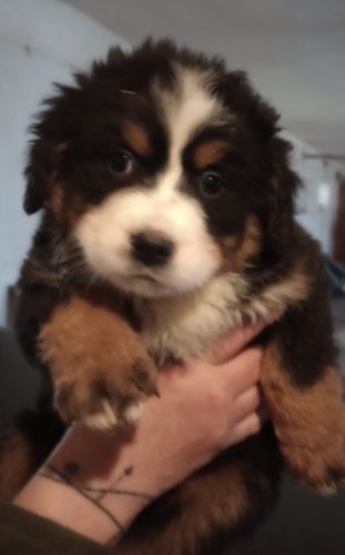 Bernenski pies pasterski aktualne