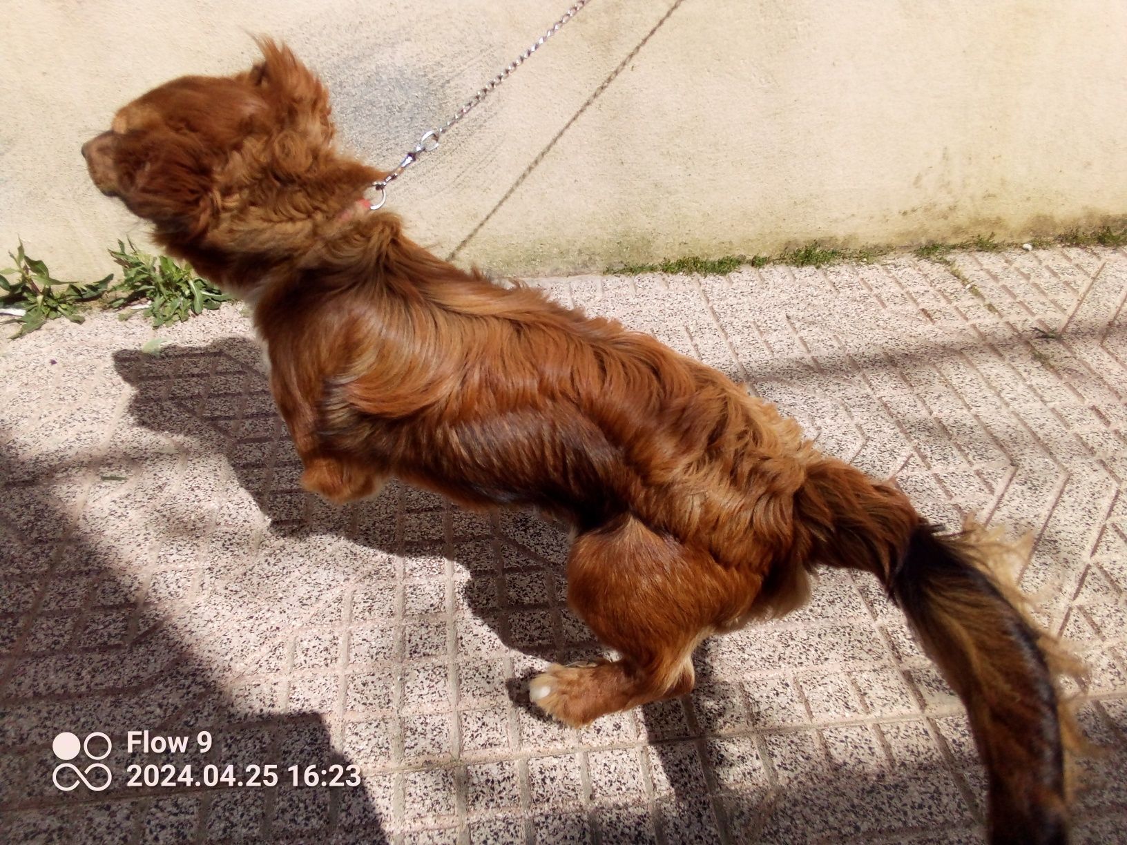 Animal para dar  a quem quiser ter um amigo e companheiro